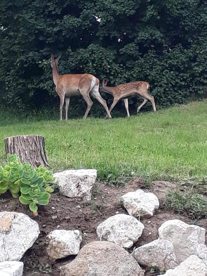 Liget Vendeghaz Villa Szokolya Buitenkant foto